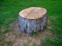 Best Tree Cabling and Bracing  in Los Molinos, CA