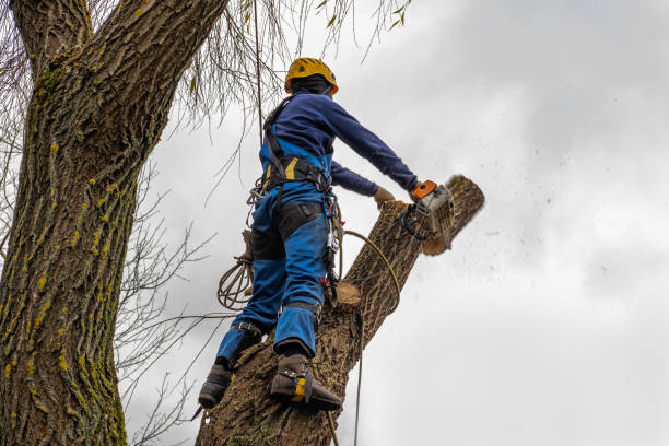 Best Palm Tree Trimming  in Los Molinos, CA