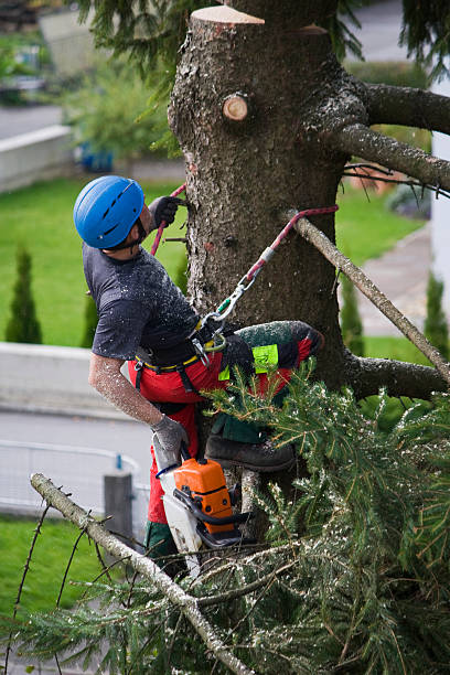 Best Weed Control  in Los Molinos, CA