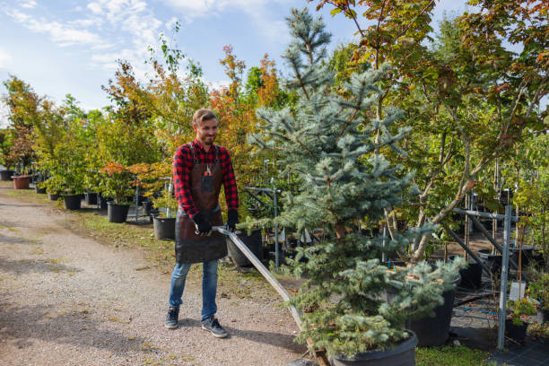 Mulching Services in Los Molinos, CA