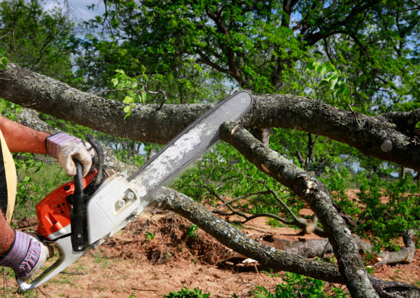 Best Commercial Tree Services  in Los Molinos, CA